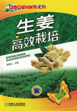 生姜高效栽培-作者: 苗锦山-PDF电子书 电子书 第1张-7B4电子书 生姜高效栽培-作者: 苗锦山-PDF电子书
