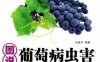 图说葡萄病虫害诊断与防治-作者： 刘淑芳-PDF电子书