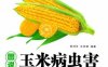 图说玉米病虫害诊断与防治-作者： 商鸿生-PDF电子书