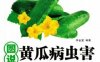 图说黄瓜病虫害诊断与防治-作者： 李金堂-PDF电子书