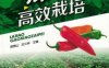 辣椒高效栽培-作者： 苗锦山-PDF电子书