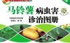 马铃薯病虫害诊治图册（全彩版）-作者： 张炳炎-PDF电子书