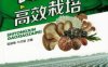 食用菌高效栽培-作者： 牛贞福-PDF电子书
