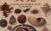 贝壳：全世界500多种贝壳的彩色图鉴-作　者：S·彼得·丹斯-PDF电子书