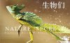 奇奇怪怪的生物们-作者: 【法】帕特里克·鲍德 / 【法】皮埃尔·克纳-PDF电子书